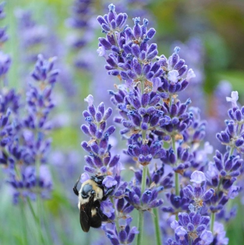 Lavender (true) French oil - Certified Organic  5